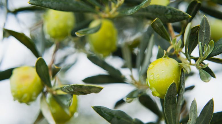 green olives on a vine