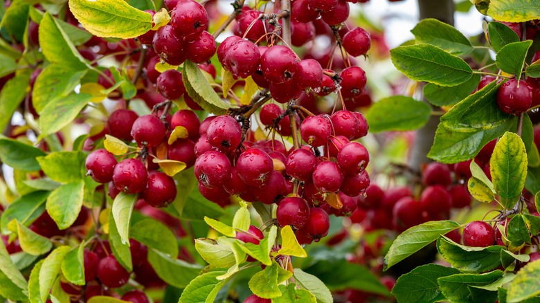 crab apples on the tree