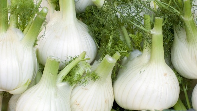 Fennel bulbs with stalks cut off