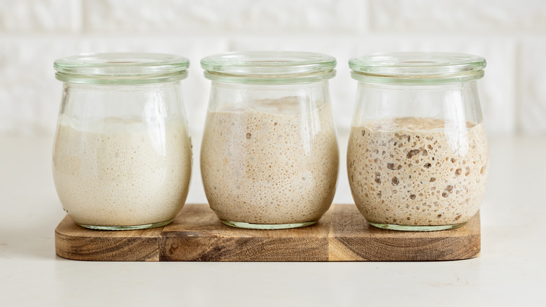 three different sourdough starters