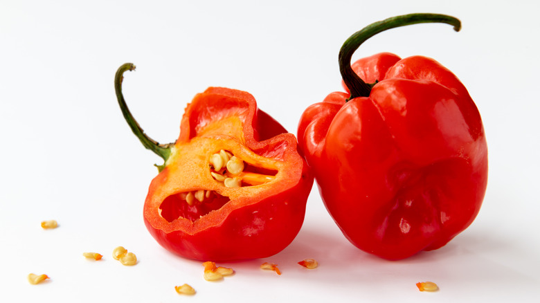 Scotch bonnet chile pepper cross-section