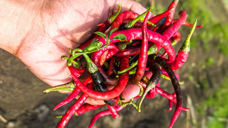 hand holding chile peppers