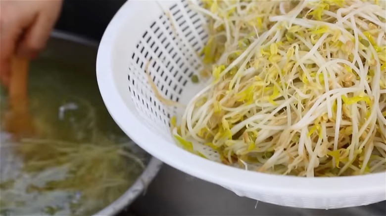 Rining beansprouts in a colander