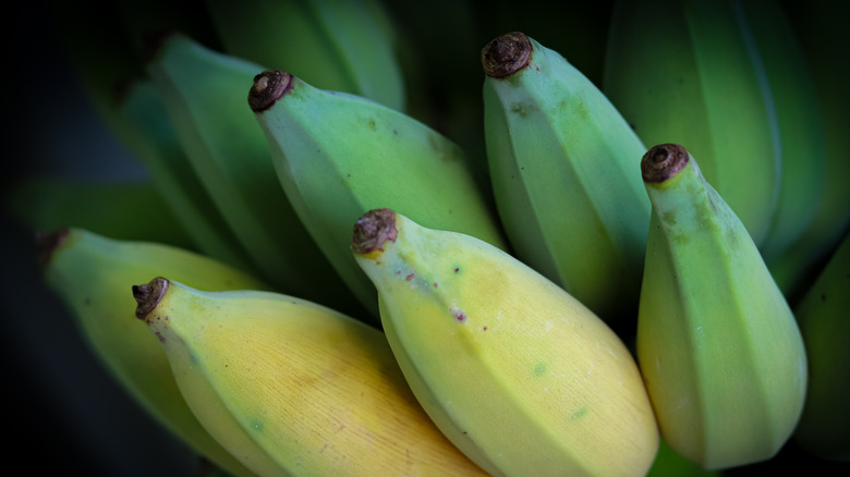 Green yellow bananas bunched together