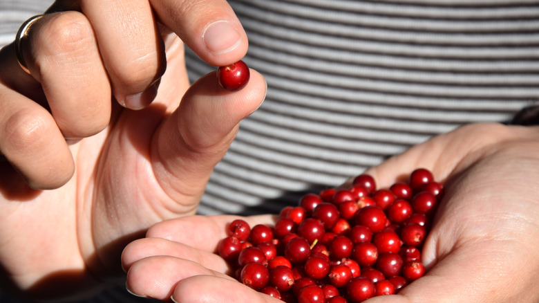 holding some cranberries