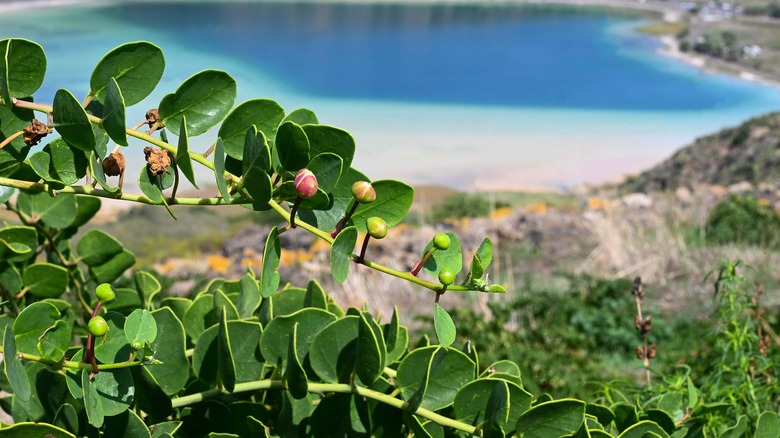 Lakeside caper plant