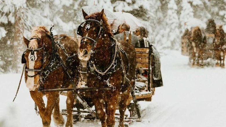 Horse drawn sleigh