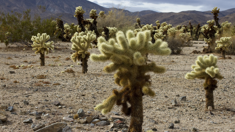 Cholla cactus garden at Joshua Tree National Park