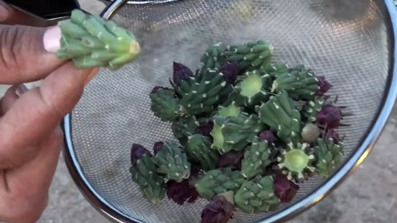 Screenshot of clean cholla bud