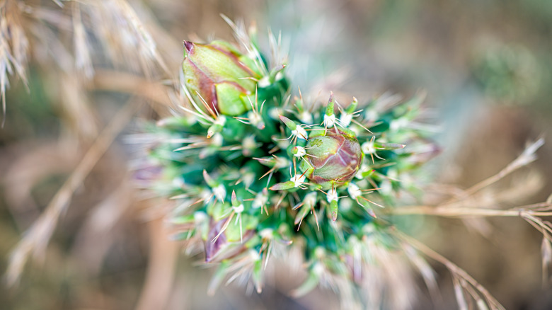 Cholla cactus bud closeup