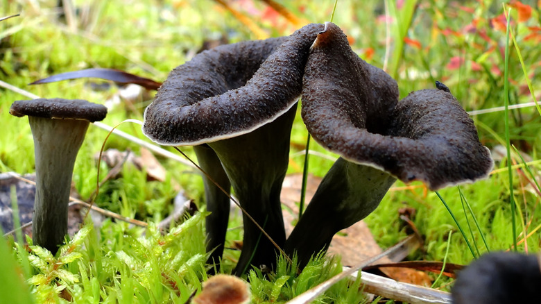 black trumpet mushrooms in the ground