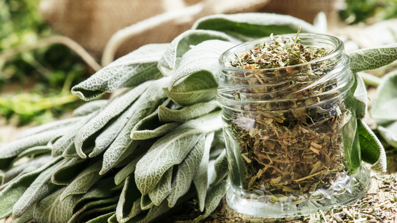 fresh sage and dried sage 