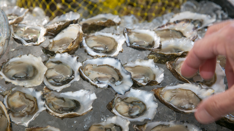 hand grabbing oyster off ice