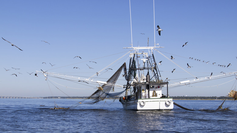 Gulf-Coast shrimping boat on a blue-sky day