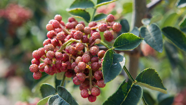 Sichuan peppercorn berries on the tree