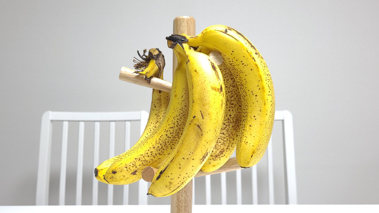 A banana hanger with ripe bananas