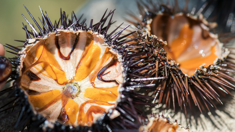 Sea urchin sliced open 