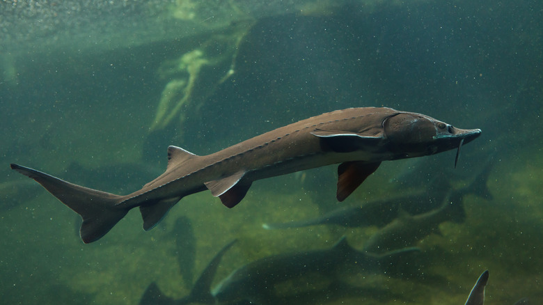 Live sturgeon swimming underwater