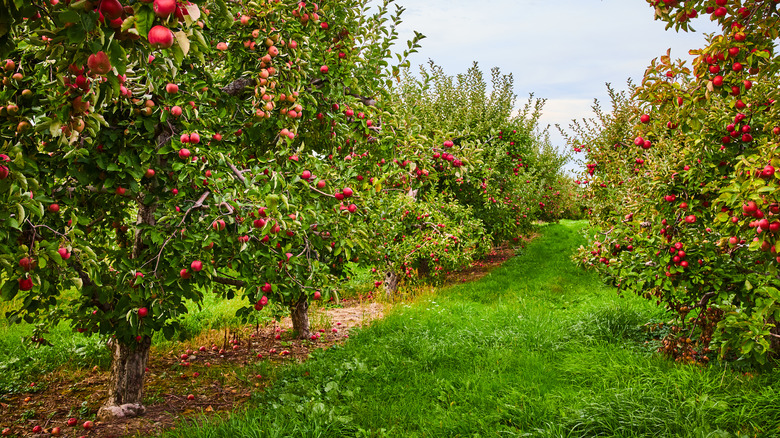 an apple orchard