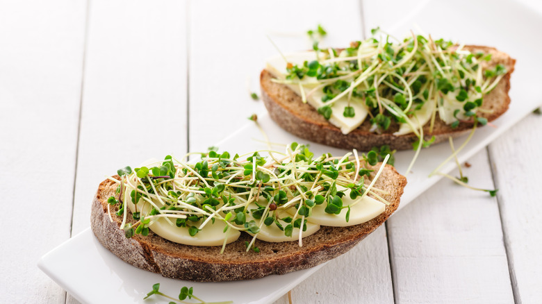 Sprouts on bread with cheese