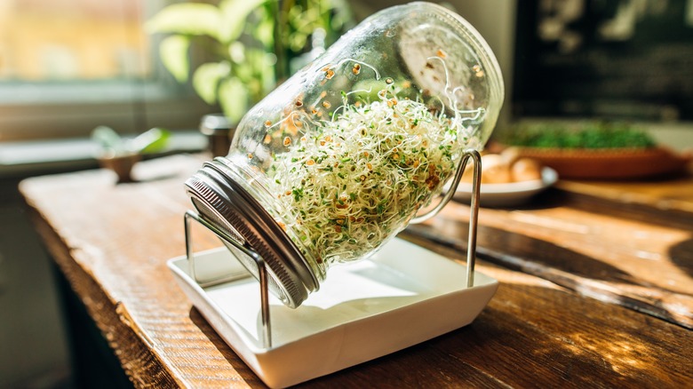 Alfalfa sprouts in a jar