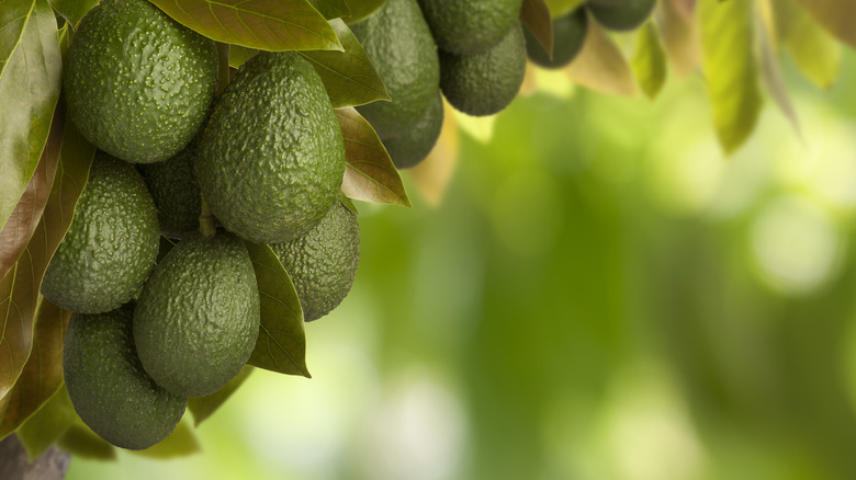 avocados growing on tree