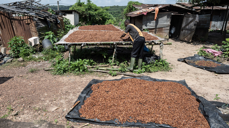 Cocoa beans drying out