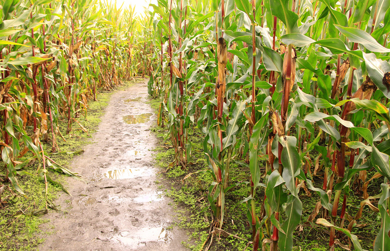 Farmstead Corn Maze, Meridian, Idaho