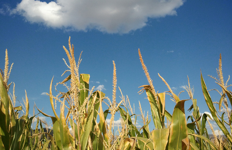 Richardson Farm Corn Maze, Chicago