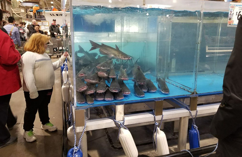 Tanks of live fish: Jungle Jim's