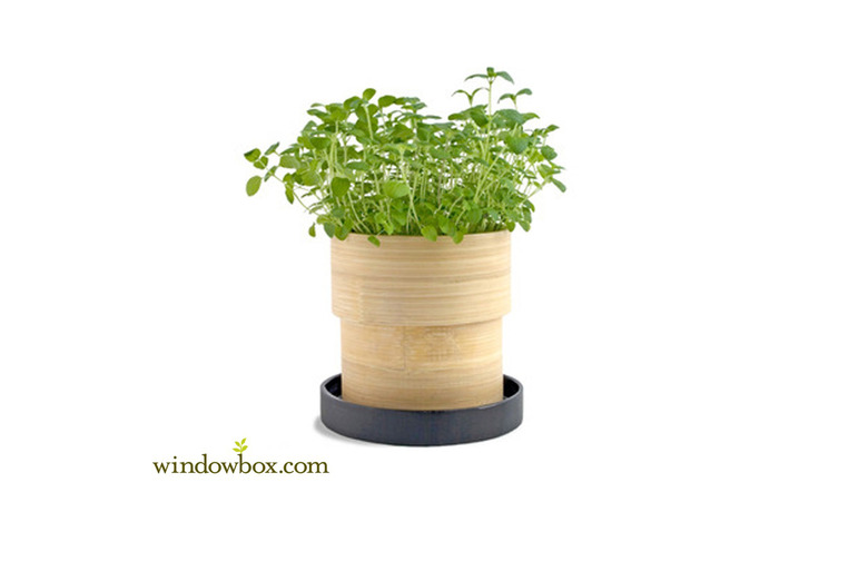 Window Box Oregano Seed Kit in Bamboo Container ($18.97)