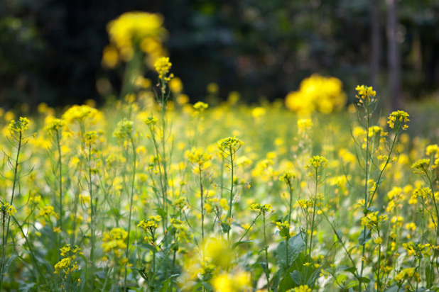 13. Mustard Greens