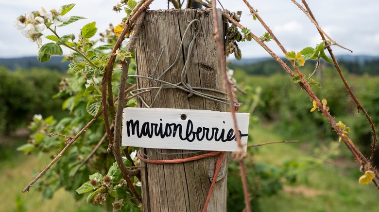 Marionberry sign on fence post