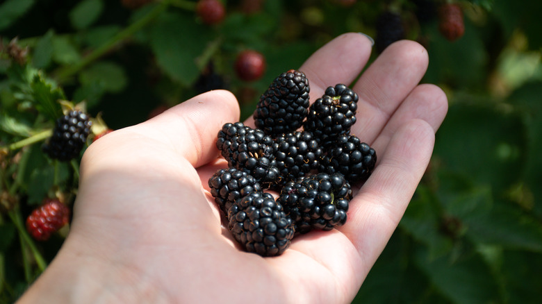 Hand holding blackberries