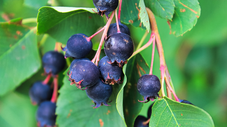 Saskatoon berries on vine