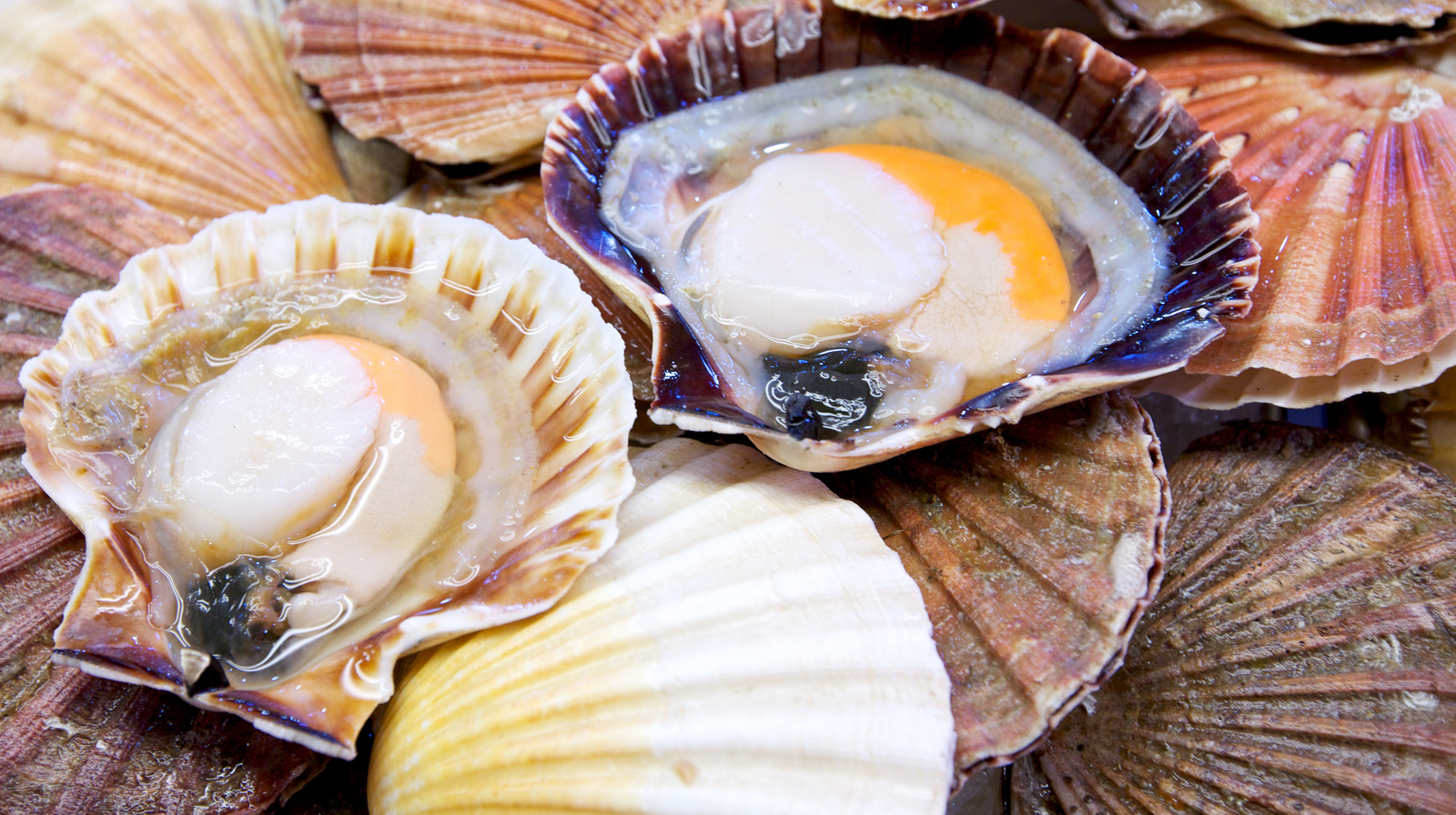 The Difference Between Diver And Day Boat Scallops