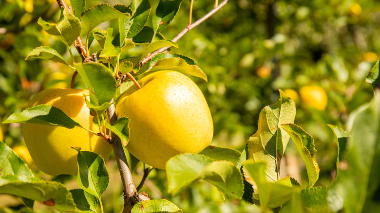 Golden Delicious apple in tree