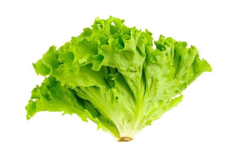 Trump's Favorite Vegetable: Lettuce?