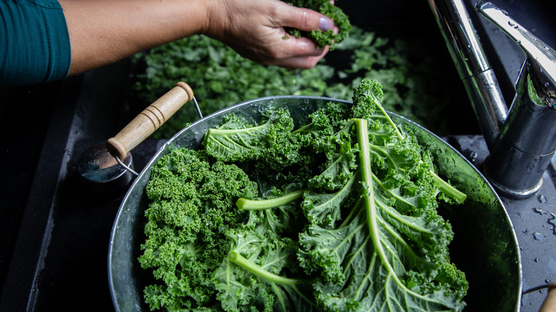 Washing kale leaves in the sink