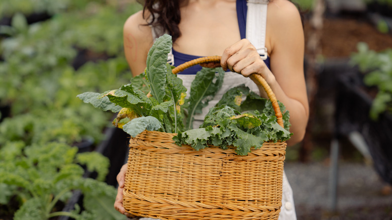 A woman holding a basket of fresh kale