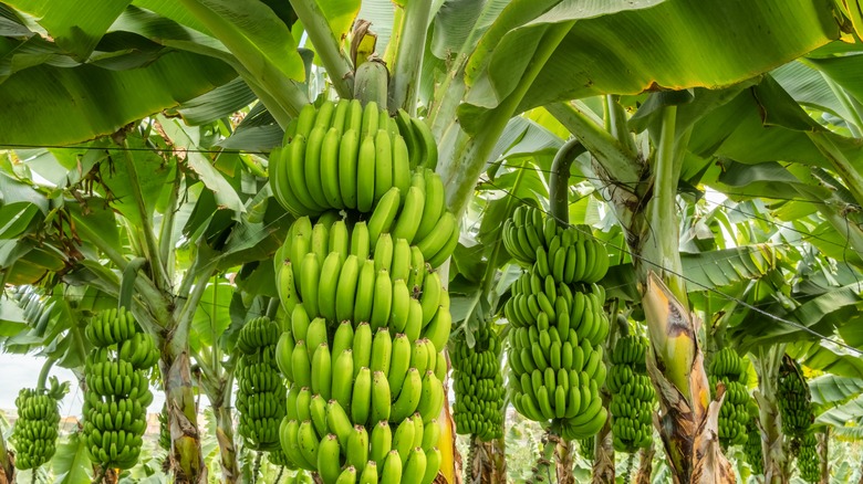 bunches of green bananas