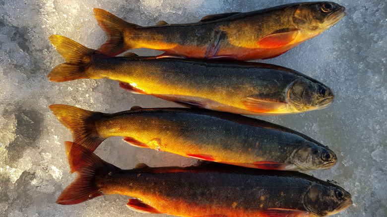 Arctic Char on ice