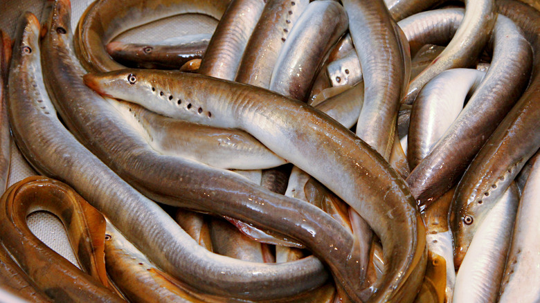 Raw lampreys in bowl