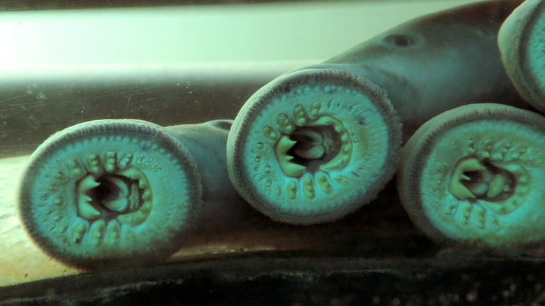 Live lamprey preparing for prey