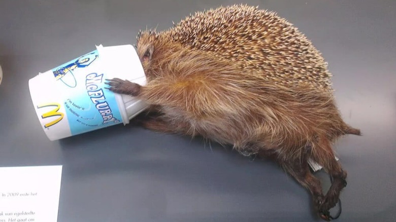 A hedgehog with its head stuck in a McFlurry cup