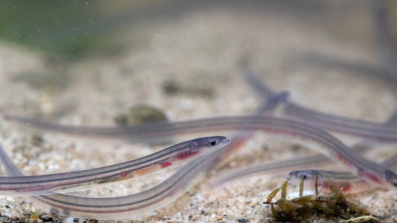 Live baby eels