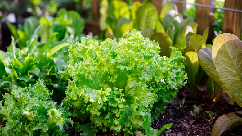 varieties of lettuce growing in garden