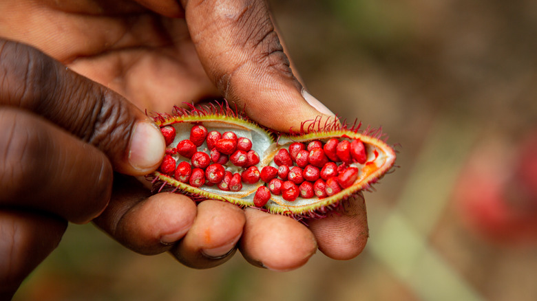 Open achiote tree pod with red seeds inside