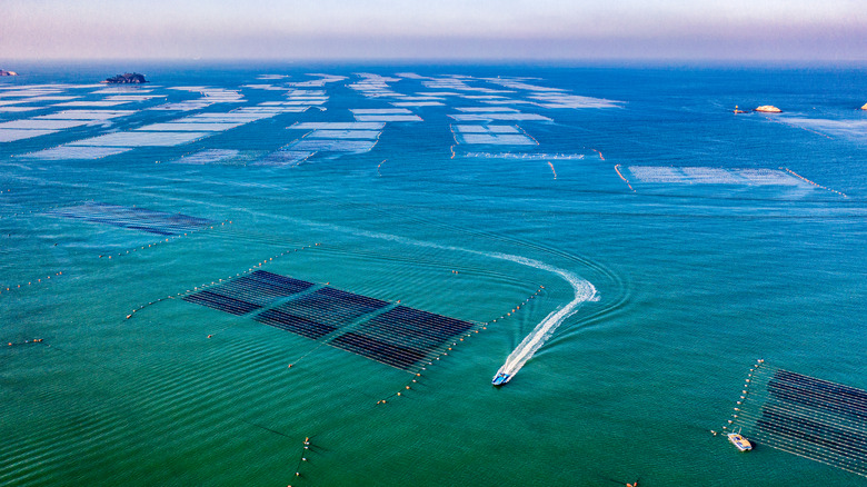 A Korean seaweed farm