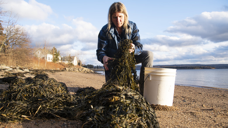 North American seaweed farming